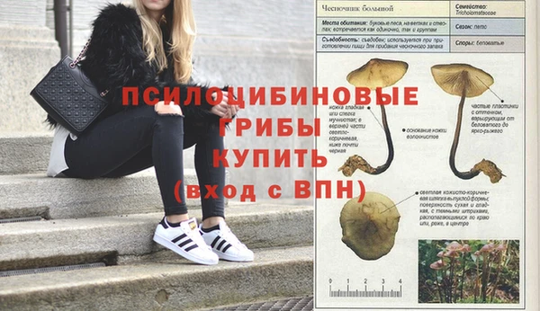 гашик Осташков